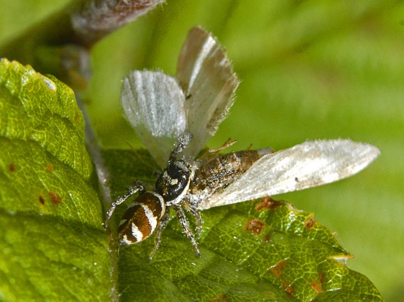 Salticus scenicus - Piani di Praglia (GE)
